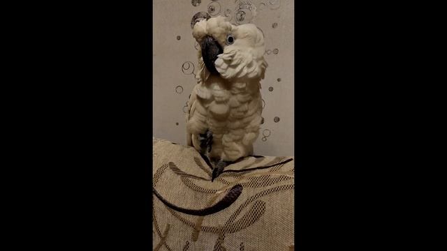 Какаду распушилась) смотреть онлайн