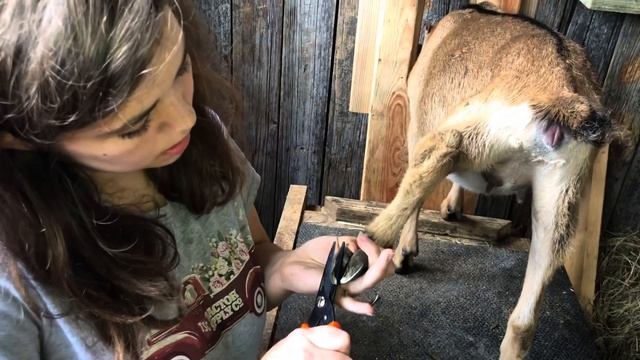 How To Trim Goats’ Hooves? | Easy Beginner’s Guide to Goat Hoof Trimming смотреть онлайн