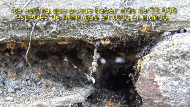 Hormiga (Lasius flavus) смотреть онлайн