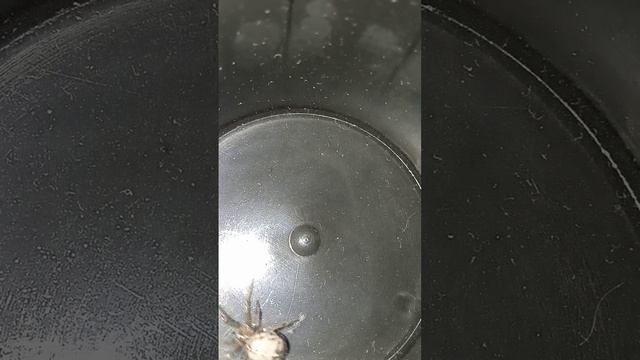 Красивый паук смотреть онлайн