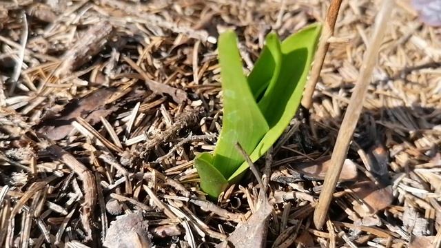 Любка Двулистная (Platanthéra bifólia) и Дактилориза (Dactylorhíza). Первые расточки - апрель 2023 смотреть онлайн