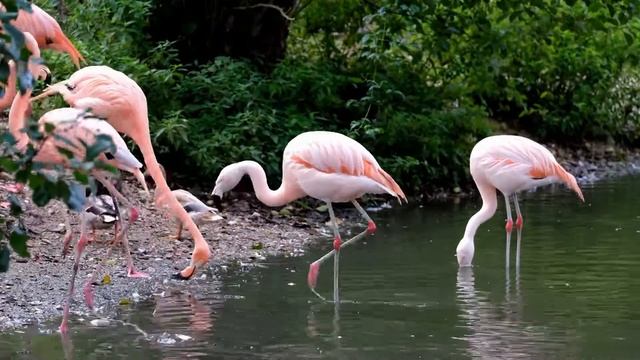 Музыка природы! Расслабляющая мелодия! смотреть онлайн