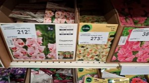 Лемана ПРО Краснодар 🔥Огромный завоз садовых🪻 , луковичных🌷 растений, кустарников 🪴
