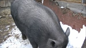 вьетнамская вислобрюхая свинья на откорм