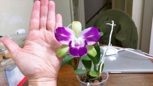 Rlc. Village Chief North 'Green Genius' rebloom