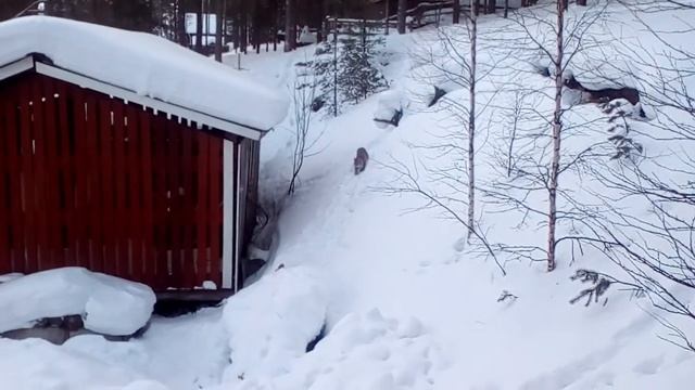 рысь в посёлке смотреть онлайн