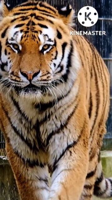 tigerfactsubcribemychannel