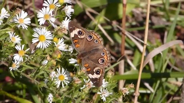Common Buckeye Butterfly смотреть онлайн