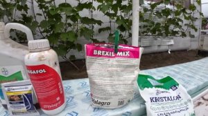 Профилактическая обработка винограда в открытом грунте.