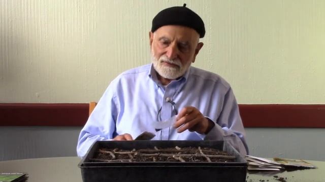 Wheatgrass in Your Kitchen   Parsley, Lettuce and Kale in Your Backyard смотреть онлайн