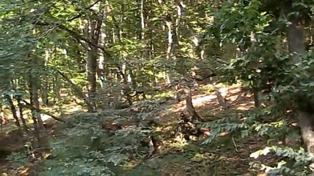 Летом в лесу смотреть онлайн