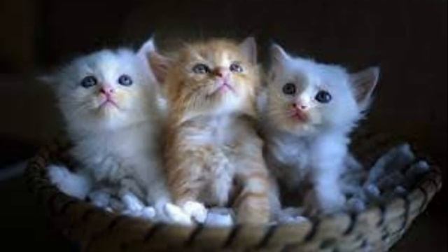 Катёнки😽 смотреть онлайн