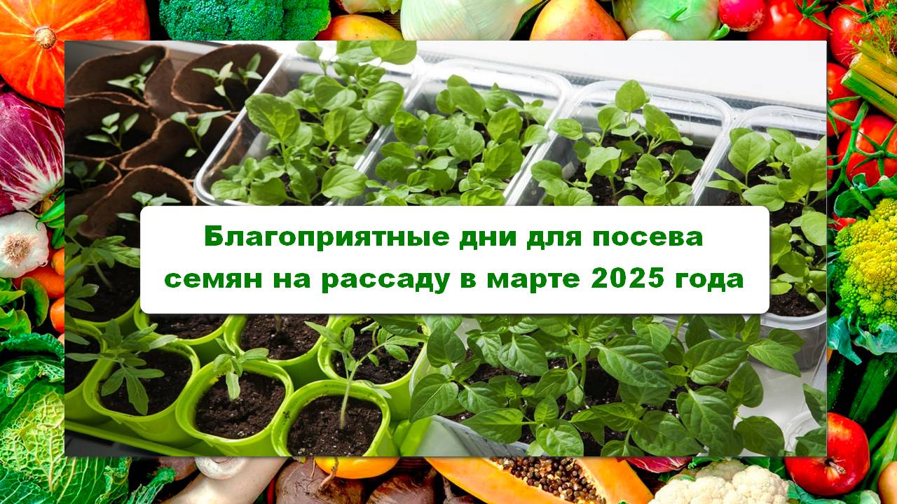 В какие дни лучше всего проводить посев семян на рассаду в марте 2025 года