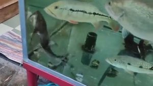 Bagarius Yarrelli/ Sand Shark/ Goonch