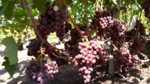 ВИНОГРАД ПАМЯТИ УЧИТЕЛЯ.