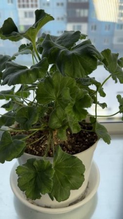 МОЩНОЕ ЦВЕТЕНИЕ у ГЕРАНИ ЯРКОЕ И ПЫШНОЕ даже бзе ПОДСВЕТКИ, Даже чахлая герань вмиг ЗАЦВЕТЕТ