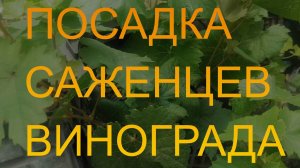 Особенности посадки винограда в северных регионах. Закалка саженцев и выбор удобрений.