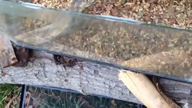 Terrario Boa смотреть онлайн