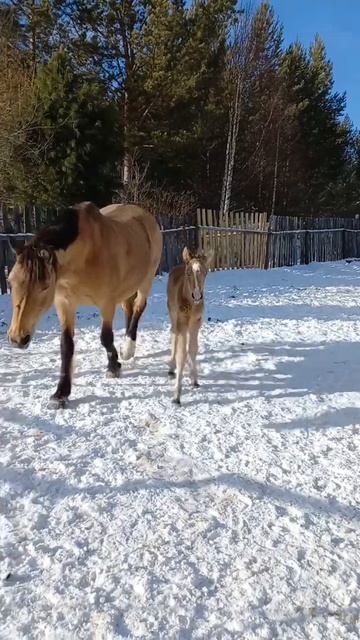 ЧТО СЛУЧИЛОСЬ? #лошади #horses #equestrian #жеребята #horsemanship #foal #верховая_езда #про лошаде смотреть онлайн