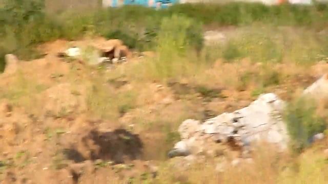 Взлетающие куропатки смотреть онлайн