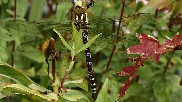 Dragonfly - Southern Hawker - Lancashire, July 2020. смотреть онлайн