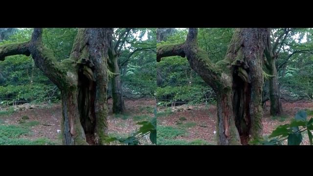 3D A Walk in the Hills (SBS) - Recorded in real 3D with two cameras смотреть онлайн