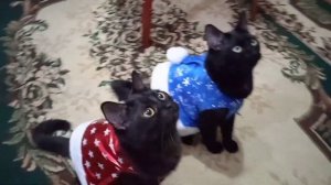 песня бурундушек из х. ф. "Элвин и бурундуки" 😁