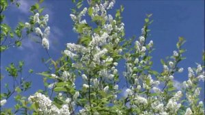 Владимир Черняков и Татьяна Громова - Черёмуха