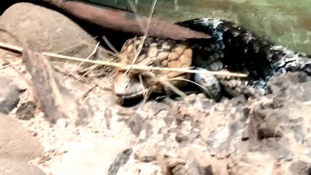 Shingleback Lizard Finds Bed смотреть онлайн