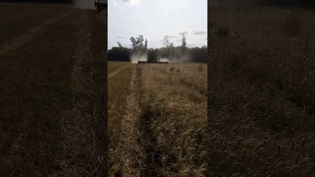 Уборка пшеницы смотреть онлайн
