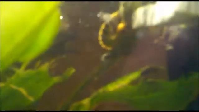 Trachemys scripta with fishes guppy tricogaster eat eatin in aquarium смотреть онлайн