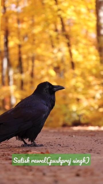 Save Bird। Save Life।Save Forest। Vanrakshak। Forest Guard। crow sound।crow video। vanguard смотреть онлайн