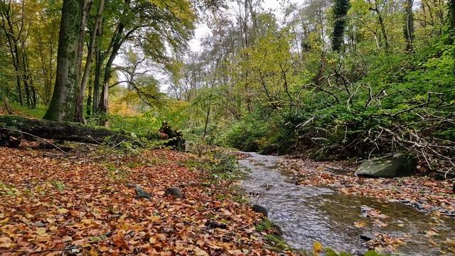 Звук ручья в лесу осенью. Звук красивого бурлящего ручья. Звуки природы. Преодолевайте бессонницу. смотреть онлайн