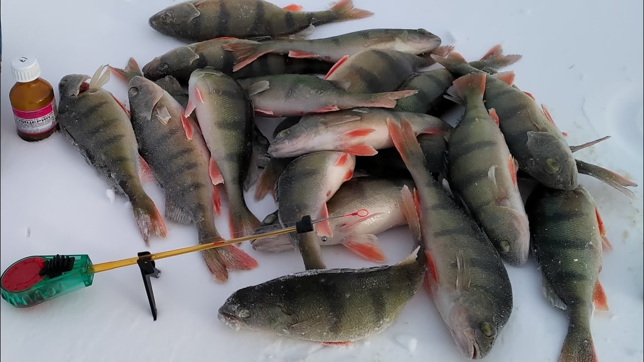 Охота за окунем зимой. рыбалка в январе на мормышки.