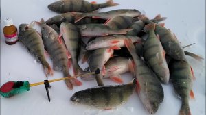 Охота за окунем зимой. рыбалка в январе на мормышки.