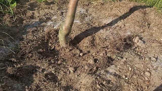 BROS  ЭКСПЕРИМЕНТ. Эффективное средство от муравьев. Борьба с садовыми муравьями