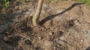 BROS  ЭКСПЕРИМЕНТ. Эффективное средство от муравьев. Борьба с садовыми муравьями
