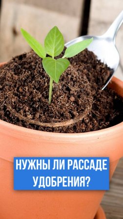 Критически важные удобрения для рассады!