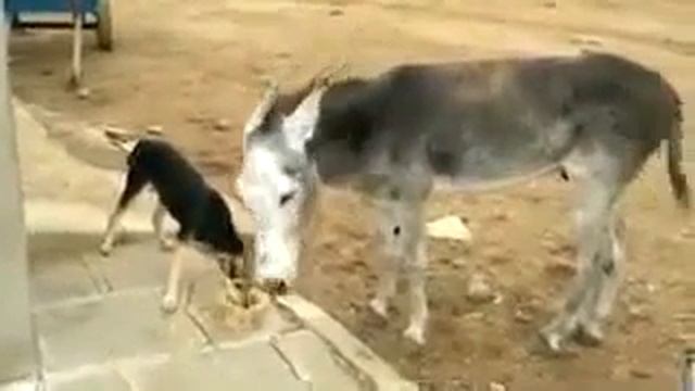 осёл собака дуэт смотреть онлайн