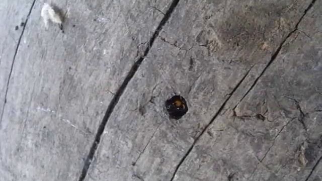 なかなか出てこようとしないオオフタオビドロバチ смотреть онлайн