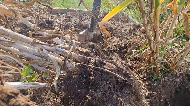 Выращивание чеснока посаженного целыми головками.
