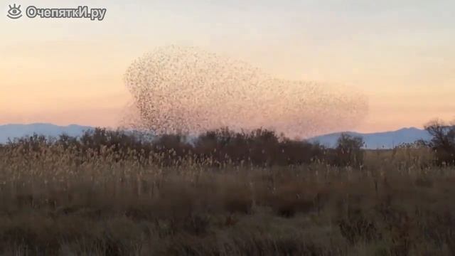 Сокол атакует стаю птиц №4 смотреть онлайн