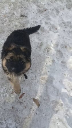 Щенок немецкой овчарки полтора месяца