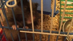 Хомяк разволновался