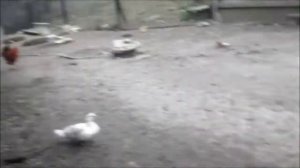 Обзор моего хозяйства//Кощеевский хуторок.