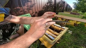 Можно ли вывести матку в отводке!