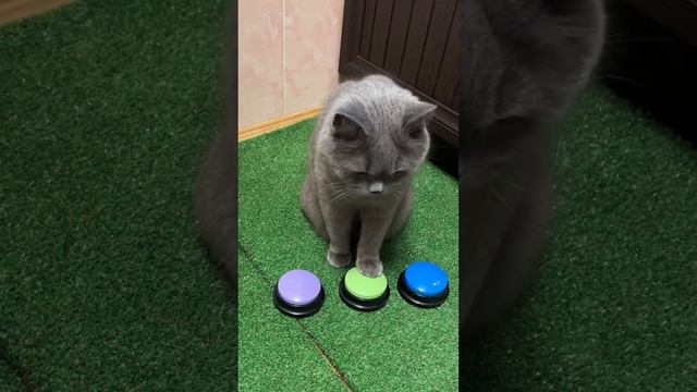 Умный кот меняем кнопки местами🟢🔁🟣Smart cat,we swap the buttons #cat #кот #говорящийкот #умныйкот