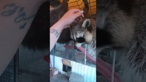 тот самый енот Илюша #енотилюша #помощьбездомнымживотным #ямыилюша #анапа