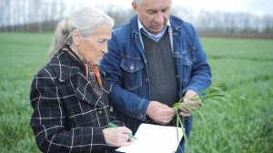 Национальный центр зерна. ФГБНУ "НЦЗ им.П.П.Лукьяненко"