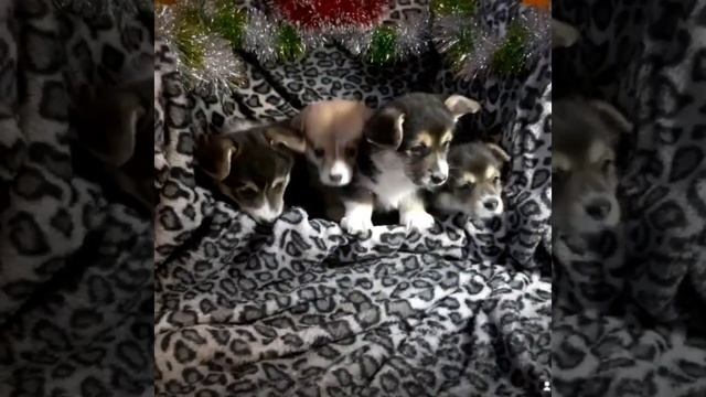 вельш корги пембок продажа щенков Самара смотреть онлайн